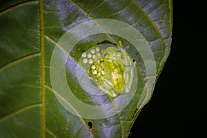 Glass frog (Hyalinobatrachium valerioi) in Drake bay at night (Costa Rica)