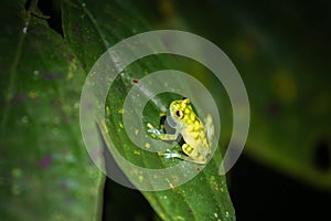 Glass frog (Hyalinobatrachium valerioi) in Drake bay at night (Costa Rica)