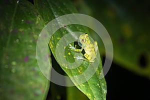 Glass frog (Hyalinobatrachium valerioi) in Drake bay at night (Costa Rica)