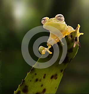 Glass frog on leaf in Amazon rain forest