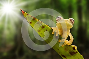 Glass frog on leaf in Amazon rain forest