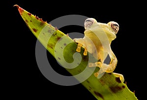 Glass frog, Teratohyla pulverata