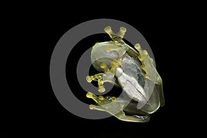 Glass frog transparent amphibian in rainforest photo