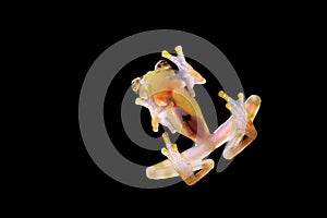 Glass frog with transparent skin, visible organs, heartbeat. Raticulated Glass Frog, Hyalinobatrachium valerioi, green tropic fore