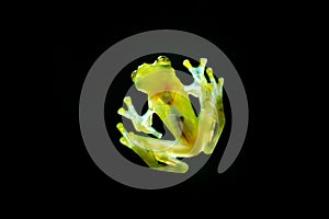 Glass frog with transparent skin, visible organs, heartbeat. Raticulated Glass Frog, Hyalinobatrachium valerioi, green tropical fo