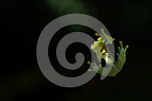 A Glass Frog from the transparent underside