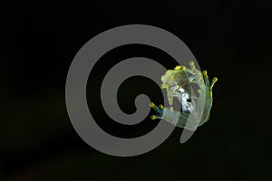 A Glass Frog from the transparent undersides