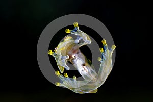 A Glass Frog from the transparent undersides