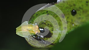 Glass frog on a water plant in Limoncocha National Biological Reserve in Ecuador