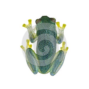 Glass Frog on white background