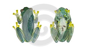 Glass Frog on white background