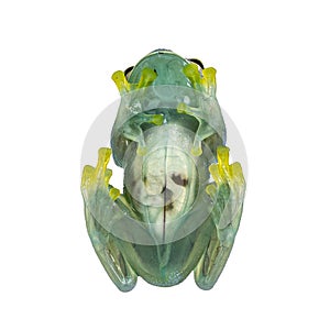 Glass Frog on white background