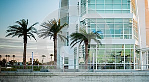 Glass facade building with three palm trees in front