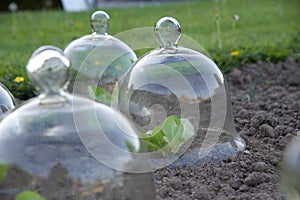 Glass garden cloches (MGW0587A0037)