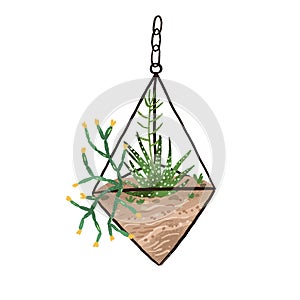 Glass geometric hanging florarium in modern scandinavian style. Plant terrarium with succulents composition. Mini garden