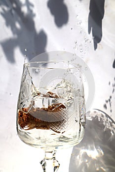 Glass glass of wine on a white background