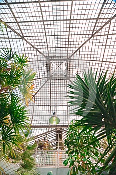 Glass Green House CeilingGrid Above Some Palm Plants