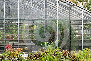 Glass greenhouse in botanical garden with different plants flowers. Orangery, flower hothouse.