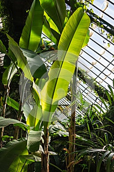 Glass greenhouse interior of tropical plants in the botanical garden of Madrid