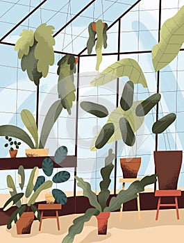 Glass greenhouse with potted green plants. Winter garden in glasshouse with many houseplants growing in planters