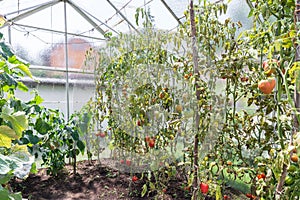 Glass greenhouse with red ripe and green unripe tomatoes, Germany