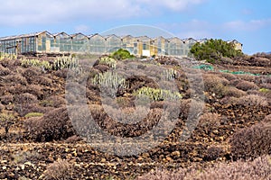 Glass greenhouses in the middle of arid landscape, Tenerife coast near El Medano, Canary Islands, Spain, sunny day