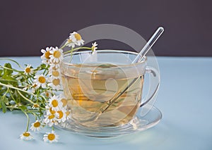 Glass of healthy herbal camomille tea. Naturopathy. Matricaria chamomilla