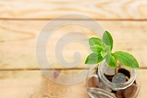 Glass jar with coins and a plant, on a wooden background. Finance and investment concept.