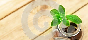 Glass jar with coins and a plant, on a wooden background. Finance and investment concept.