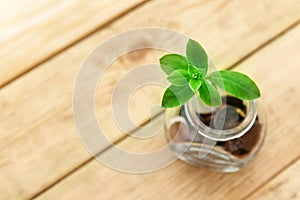 Glass jar with coins and a plant, on a wooden background. Finance and investment concept.