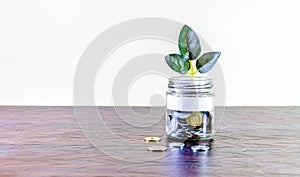 Glass jar full of coins and a plant growing through it. Blank Label.