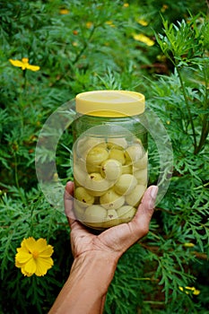 Glass jar of salted gooseberries in a garden