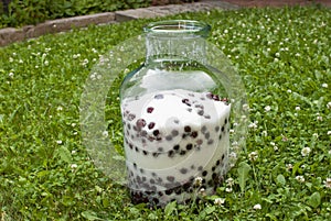 Glass jar with soaked sour cherries