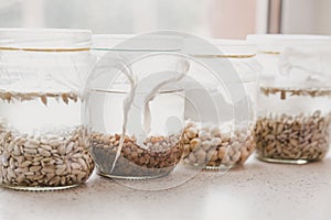 Glass jars with different grains