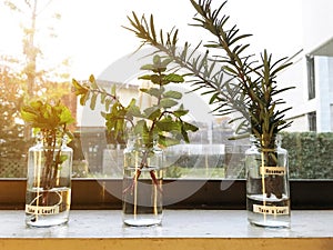 Glass jars of green herbs