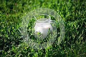 Glass jug of fresh healthy cow& x27;s milk stands on the green grass in summer