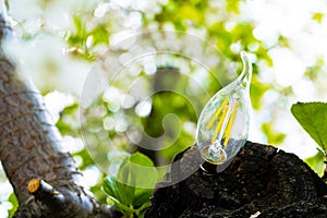 Glass lamp on tree outdoors on sunny day. Concept of renewable electricity from solar energy. Nature and light bulb