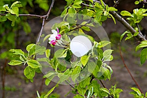 Glass lamp on tree outdoors on sunny day. Concept of renewable electricity from solar energy. Nature and light bulb