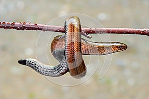 Glass lizard closeup tangled on a branch - legless lizard - snake lizard macro - snakelike - naparca