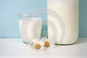 Glass of milk and bottle, with daisies , blue backdrop. Fresh product. Close up
