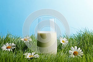 Glass of milk in grass with daisies