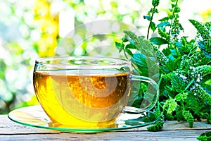 Glass of peppermint tea with peppermint plant