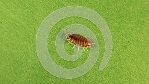 Glass pill bug isolated on a green background. woodlice, woodlouse, pillbug