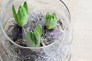 Glass pot with three hyacinths