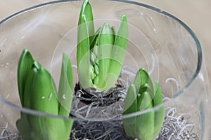 Glass pot with three hyacinths