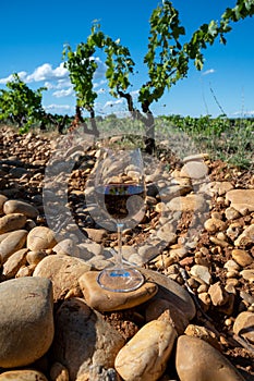 Glass of red dry wine and large pebbles galets and sandstone clay soils on vineyards in ChÃ¢teauneuf-du-Pape ancient wine making