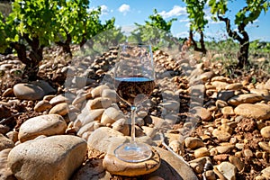 Glass of red dry wine and large pebbles galets and sandstone clay soils on vineyards in ChÃ¢teauneuf-du-Pape ancient wine making