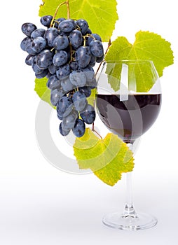 Glass of red wine with blue grape cluster