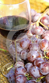 Glass of red wine with bunches of ripe grapes into the winery