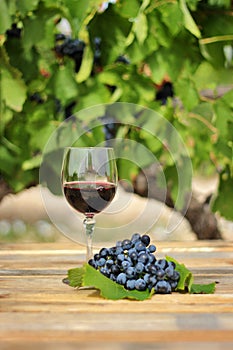 Glass of red wine with grape cluster on an old wooden table